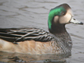 Chiloe Wigeon
